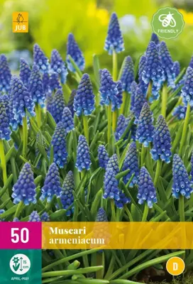 Blauwe druifjes Muscari armeniacum 50 stuks - afbeelding 1