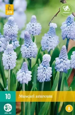 Blauwe druifjes Muscari azureum 10 stuks - afbeelding 2