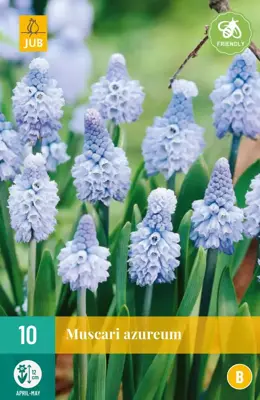 Blauwe druifjes Muscari azureum 10 stuks - afbeelding 1