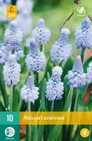 Blauwe druifjes Muscari azureum 10 stuks kopen?