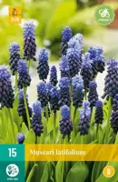 Blauwe druifjes Muscari latifolium 15 stuks - afbeelding 2