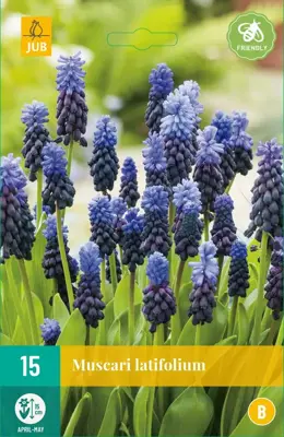 Blauwe druifjes Muscari latifolium 15 stuks - afbeelding 1