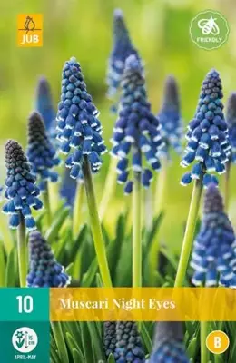 Blauwe druifjes Muscari Night Eyes 10 stuks - afbeelding 2
