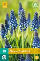Blauwe druifjes Muscari Night Eyes 10 stuks - afbeelding 2