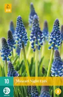 Blauwe druifjes Muscari Night Eyes 10 stuks kopen?