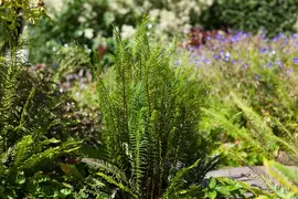 Blechnum spicant (Dubbelloofvaren) - afbeelding 2