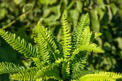 Blechnum spicant (Dubbelloofvaren) - afbeelding 10
