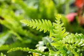 Blechnum spicant (Dubbelloofvaren) - afbeelding 11