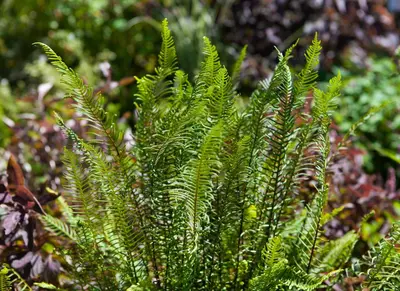 Blechnum spicant (Dubbelloofvaren) - afbeelding 4