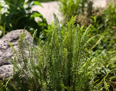 Blechnum spicant (Dubbelloofvaren) - afbeelding 3