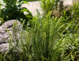 Blechnum spicant (Dubbelloofvaren) - afbeelding 3