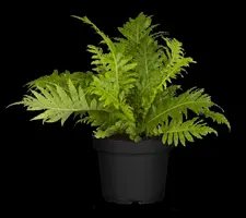 Blechnum spicant (Dubbelloofvaren) - afbeelding 9