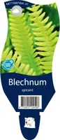 Blechnum spicant (Dubbelloofvaren) kopen?