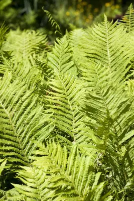 Blechnum spicant (Dubbelloofvaren) - afbeelding 5