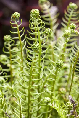 Blechnum spicant (Dubbelloofvaren) - afbeelding 6