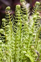 Blechnum spicant (Dubbelloofvaren) - afbeelding 6