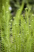 Blechnum spicant (Dubbelloofvaren) - afbeelding 7