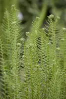 Blechnum spicant (Dubbelloofvaren) - afbeelding 8