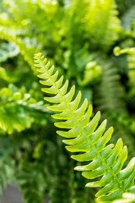 Blechnum spicant (Dubbelloofvaren) - afbeelding 12