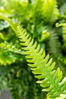 Blechnum spicant (Dubbelloofvaren) - afbeelding 12