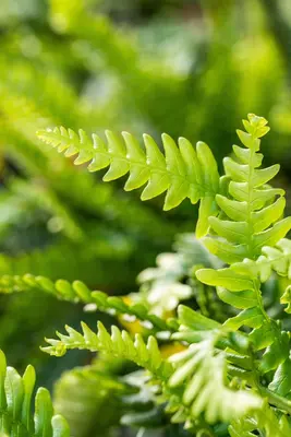 Blechnum spicant (Dubbelloofvaren) - afbeelding 13