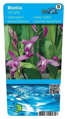 Bletilla striata (Japanse Orchidee) - afbeelding 1