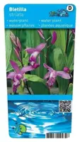 Bletilla striata (Japanse Orchidee) - afbeelding 1