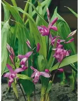 Bletilla striata (Japanse Orchidee) - afbeelding 2