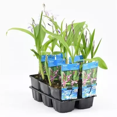 Bletilla striata (Japanse Orchidee) - afbeelding 3