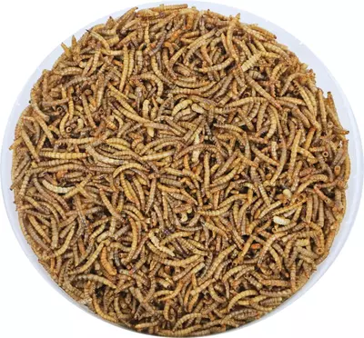 Boon 4-seizoenen meelwormen, emmer a 2.5 liter. - afbeelding 2
