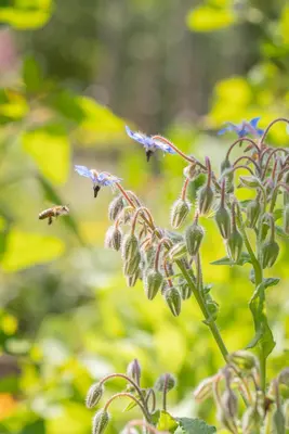 Borago officinalis (Borago) - afbeelding 12