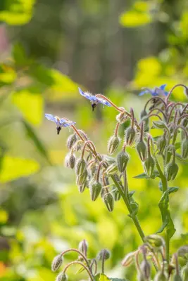 Borago officinalis (Borago) - afbeelding 13