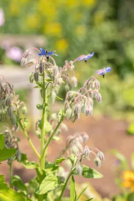 Borago officinalis (Borago) - afbeelding 15