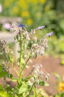 Borago officinalis (Borago) - afbeelding 15