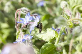 Borago officinalis (Borago) - afbeelding 1