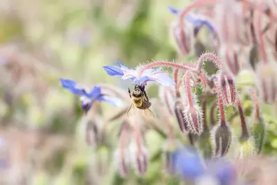 Borago officinalis (Borago) - afbeelding 2