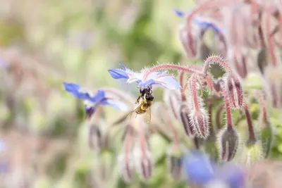 Borago officinalis (Borago) - afbeelding 3