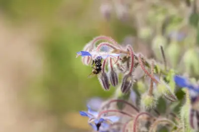 Borago officinalis (Borago) - afbeelding 4