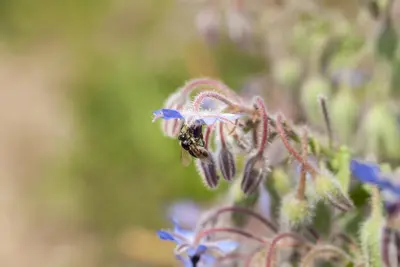 Borago officinalis (Borago) - afbeelding 5