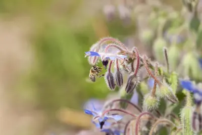 Borago officinalis (Borago) - afbeelding 6