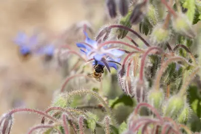 Borago officinalis (Borago) - afbeelding 7