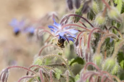 Borago officinalis (Borago) - afbeelding 8