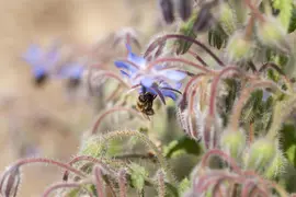 Borago officinalis (Borago) - afbeelding 8