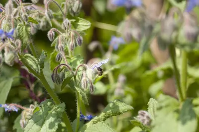 Borago officinalis (Borago) - afbeelding 9