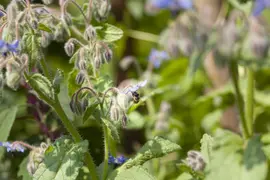 Borago officinalis (Borago) - afbeelding 9