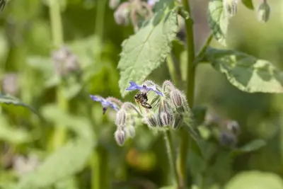 Borago officinalis (Borago) - afbeelding 10