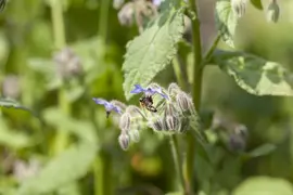 Borago officinalis (Borago) - afbeelding 10