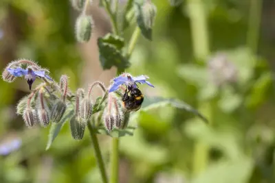 Borago officinalis (Borago) - afbeelding 11