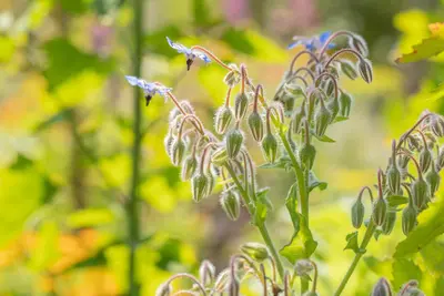 Borago officinalis (Borago) - afbeelding 14