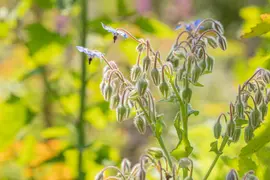 Borago officinalis (Borago) - afbeelding 14